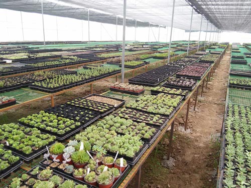 芷阳温室 农业温室大棚工程服务的放心选择