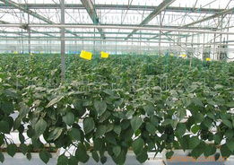 农用钢管温室大棚 农用蔬菜大棚,聚光大棚价格信息