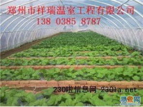 原阳几字钢温室大棚 现代农业的坚固脊梁与高效安装之道