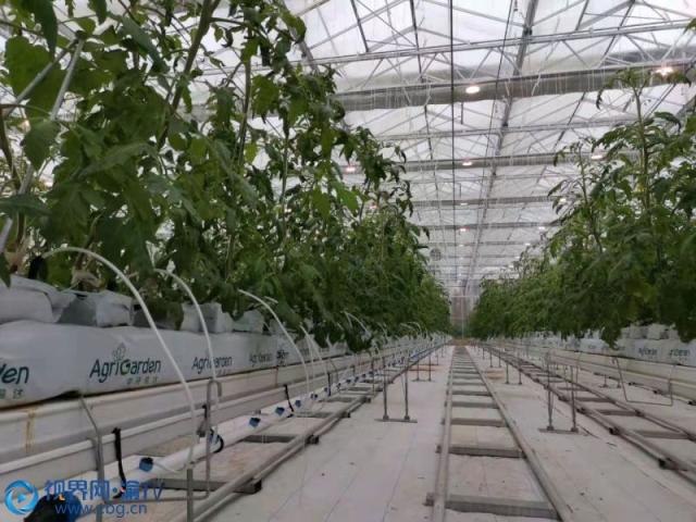 重庆梁平区 智慧农业赋能，番茄种植迈入工厂化新时代